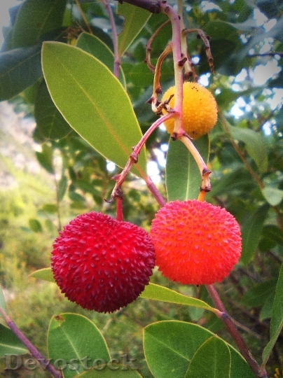 Devostock Strawberry Tree Forest Fruits