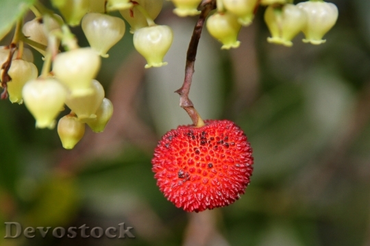 Devostock Strawberry Tree Fruit Nature