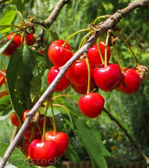 Devostock Summer Cherries Red Fruit