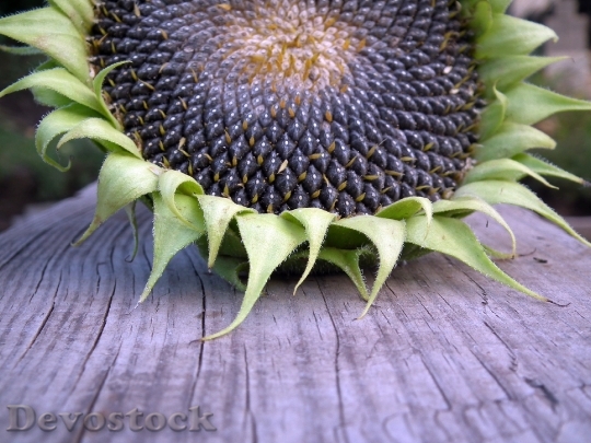 Devostock Sunflower Autumn Seeds Fruit 1