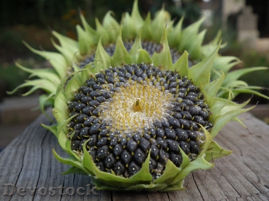 Devostock Sunflower Autumn Seeds Fruit 2