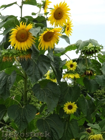 Devostock Sunflower Garden Summer Family