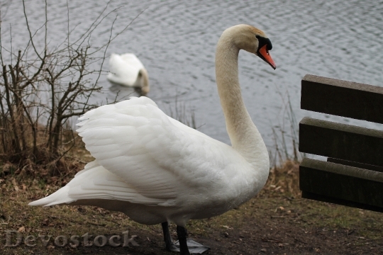 Devostock Swans Couple Swimming Birds 0