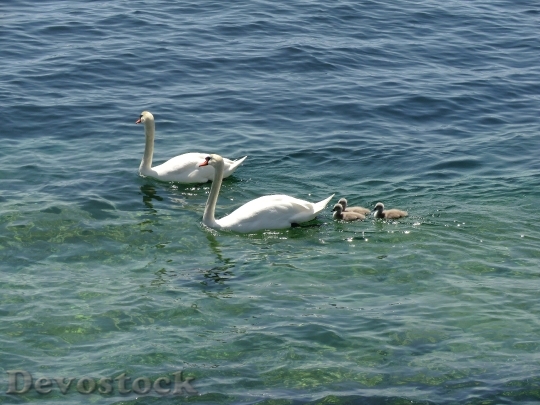 Devostock Swans Ducks Geese Animals