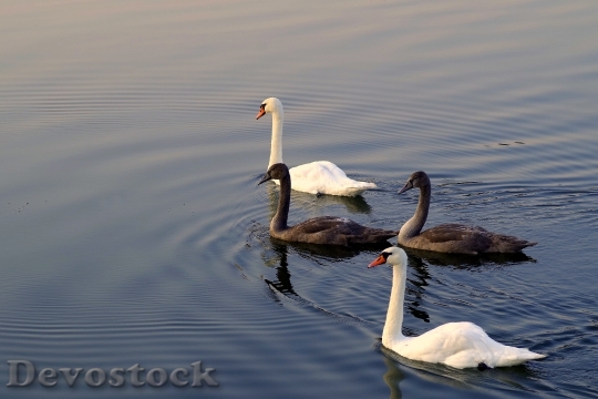 Devostock Swans Mature Young Gray
