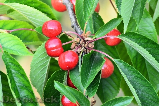 Devostock Sweet Cherries Cherry Fruit
