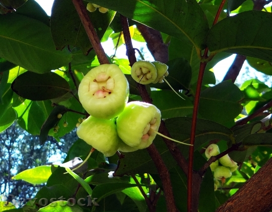 Devostock Syzygium Jambos Tree Rose 0