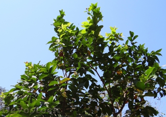 Devostock Syzygium Jambos Tree Rose 2