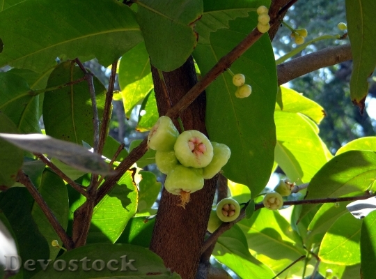 Devostock Syzygium Jambos Tree Rose