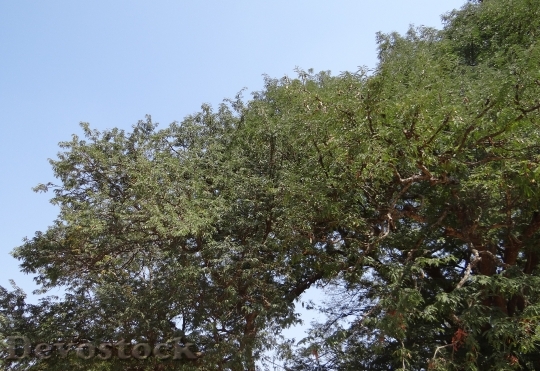 Devostock Tamarind Tree Tamarindus Indica 1
