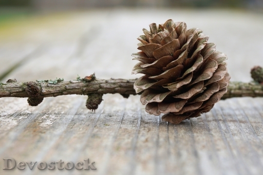 Devostock Tap Pine Cones Nature