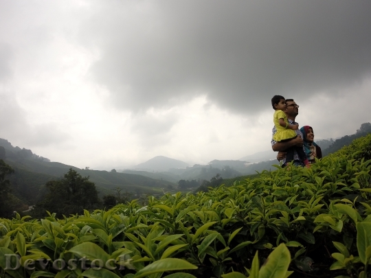 Devostock Tee Tea Plantation Family