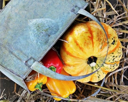 Devostock Thanksgiving Pumpkin Paprika Autumn 0