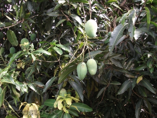 Devostock The Mango Tree 972626