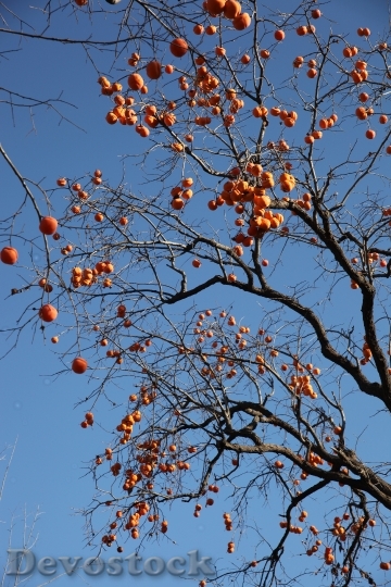 Devostock The Persimmon Tree Fruit