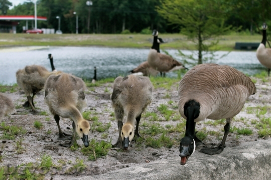 Devostock Threatened Goose Her Goslings