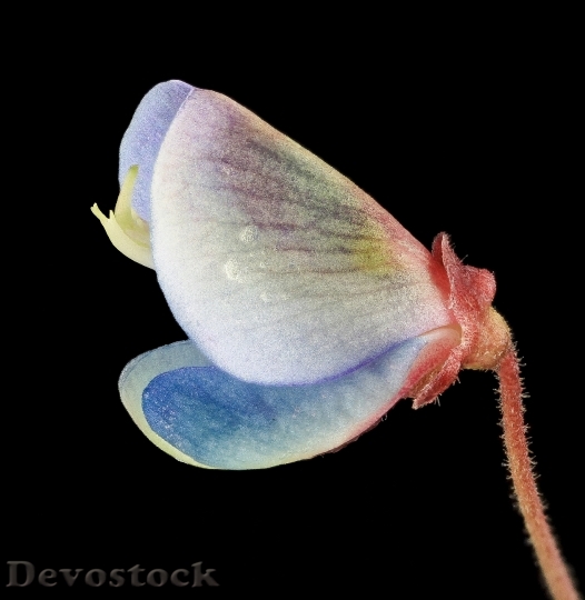 Devostock Ticktrefoil Flower With Dew 0