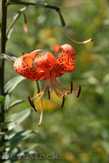 Devostock Tiger Lily Orange Flower