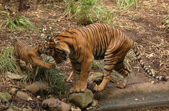 Devostock Tigress With Kitten On