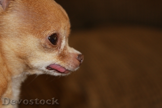 Devostock Tiny Chihuahua Purebred Small