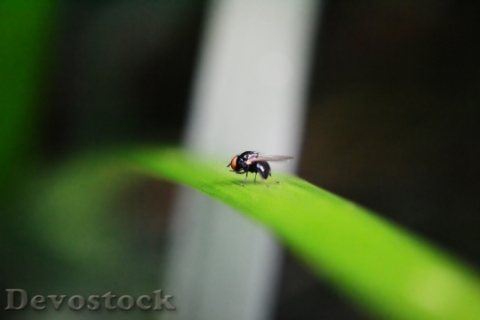 Devostock Tiny Fly Fly Inset