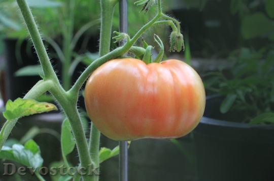 Devostock Tomato Food Nutrition Plant