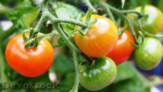 Devostock Tomato Fruit Plant Growth