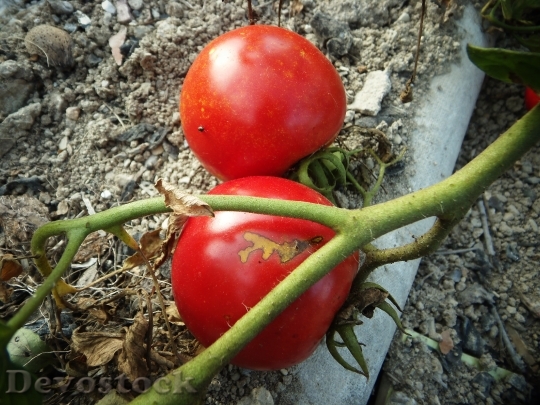 Devostock Tomato Garden Red Vegetables