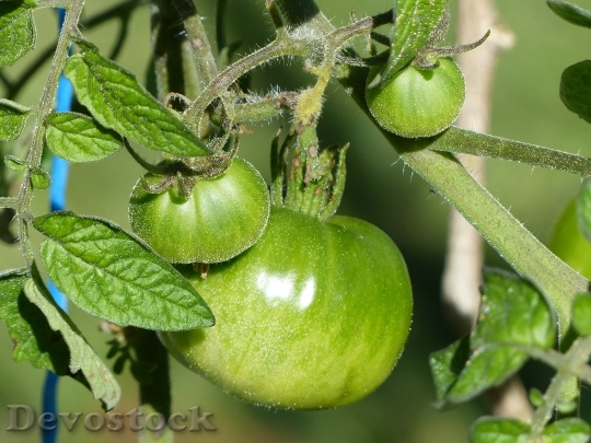 Devostock Tomato Green Tomato Fruit