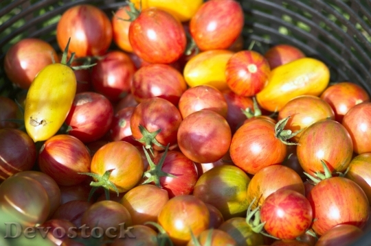 Devostock Tomato Harvest Vegetable Healthy
