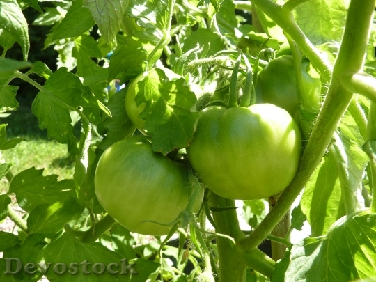 Devostock Tomato Plant Garden Vegetable