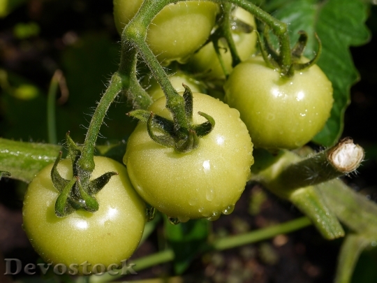 Devostock Tomato Vegetable Food Fresh 0