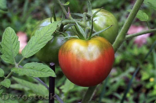 Devostock Tomato Vegetable Food Plant 0