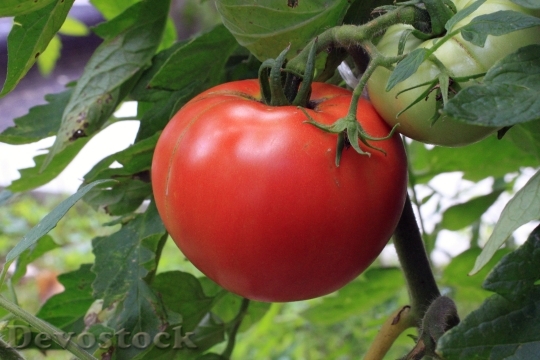 Devostock Tomato Vegetable Food Plant