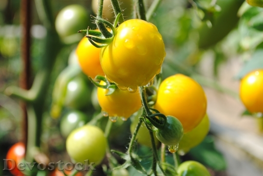 Devostock Tomato Yellow Vegetable Garden