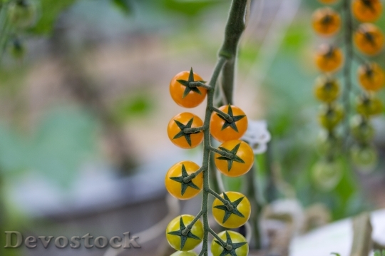 Devostock Tomatoes Cherrys Yellow Variety