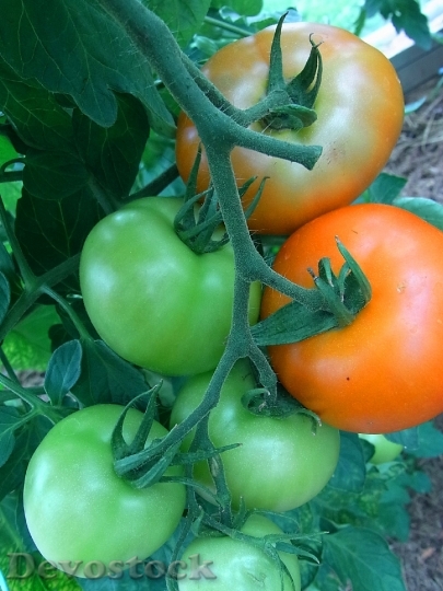 Devostock Tomatoes Fruit Vegetables Garden