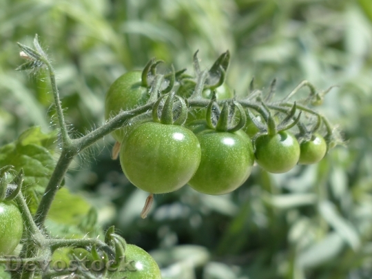 Devostock Tomatoes Green Immature Fruit