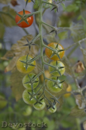 Devostock Tomatoes Tomato Plant Maturity