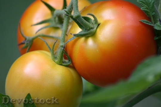 Devostock Tomatoes Tomato Summer Vegetable