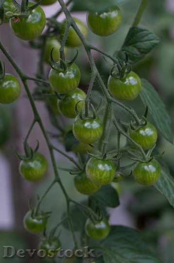 Devostock Tomatoes Trusses Green Immature