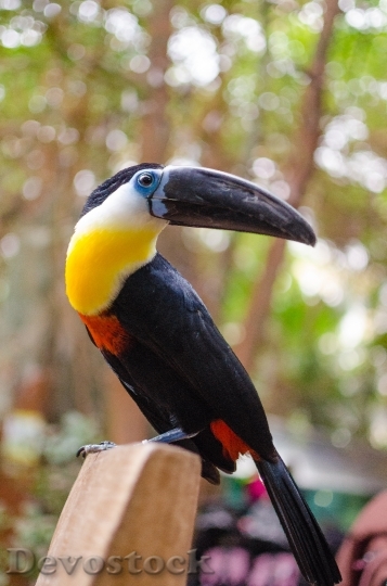 Devostock Toucan Tropical Bird Climber