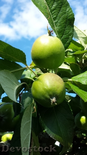 Devostock Tree Apple Fruit 661995