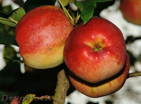 Devostock Tree Apple Tree Apple