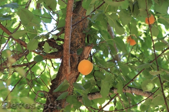 Devostock Tree Damascus Fruit 667155
