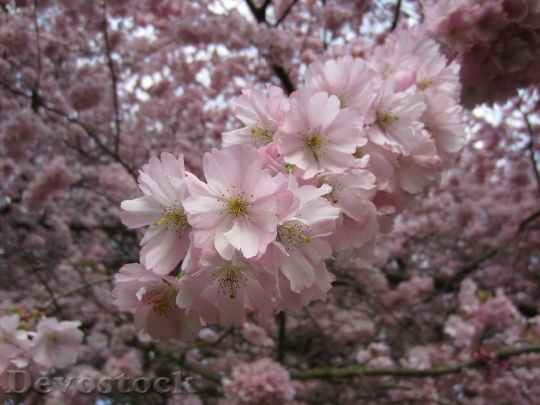 Devostock Tree Flowers Bloom Cherry