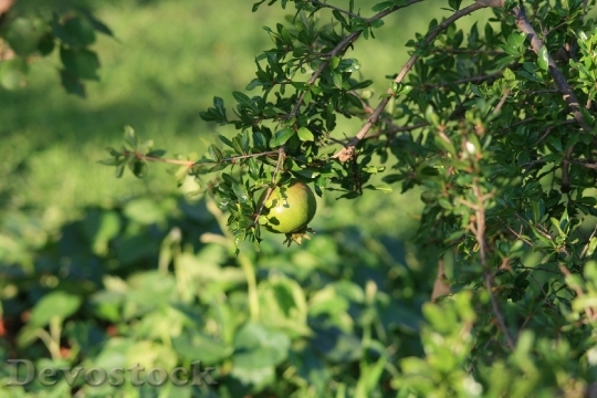 Devostock Tree Fruit Pomegranate Green