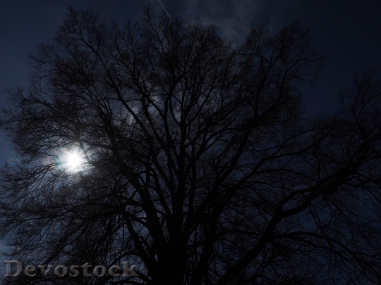 Devostock Tree Huge Back Light