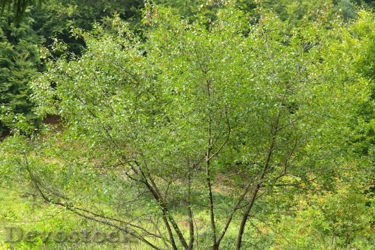 Devostock Tree Leaves Aesthetic Branches