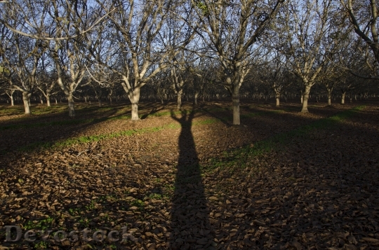 Devostock Trees Shadow Orchard Forest